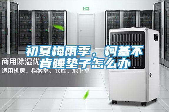 初夏梅雨季，柯基不肯睡墊子怎么辦