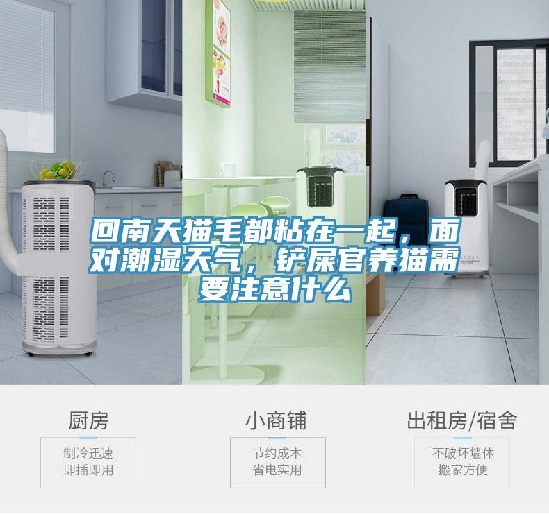 回南天貓毛都粘在一起，面對潮濕天氣，鏟屎官養(yǎng)貓需要注意什么
