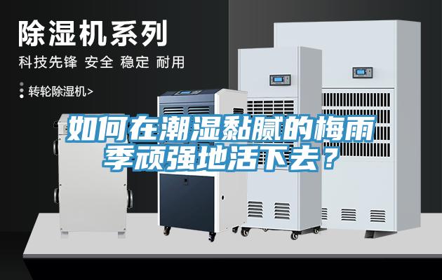如何在潮濕黏膩的梅雨季頑強地活下去？