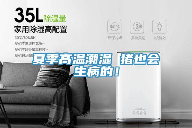 夏季高溫潮濕 豬也會(huì)生病的！