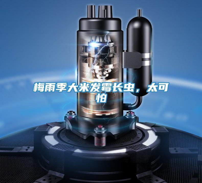 梅雨季大米發(fā)霉長(zhǎng)蟲，太可怕