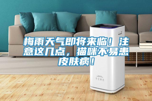 梅雨天氣即將來臨！注意這幾點，貓咪不易患皮膚??！