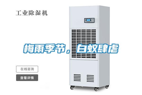 梅雨季節(jié)，白蟻肆虐