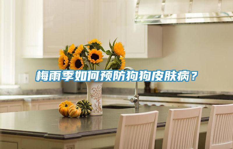 梅雨季如何預防狗狗皮膚??？