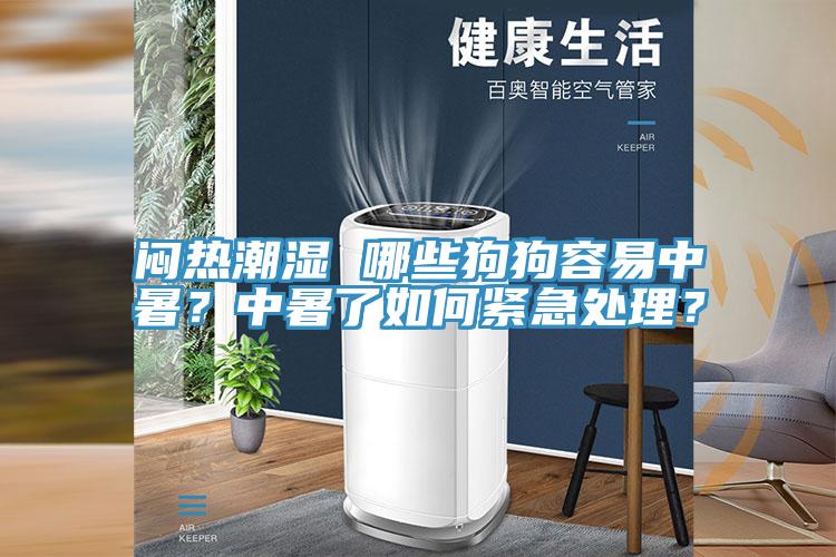 悶熱潮濕 哪些狗狗容易中暑？中暑了如何緊急處理？