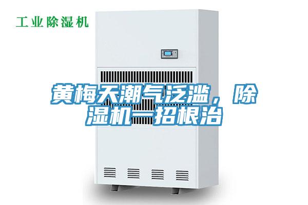 黃梅天潮氣泛濫，除濕機一招根治