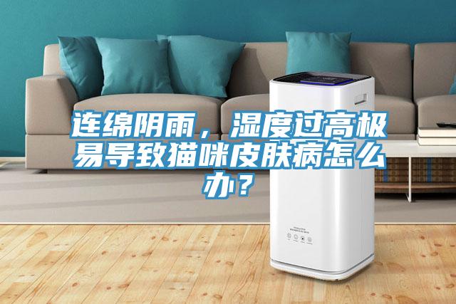連綿陰雨，濕度過高極易導(dǎo)致貓咪皮膚病怎么辦？