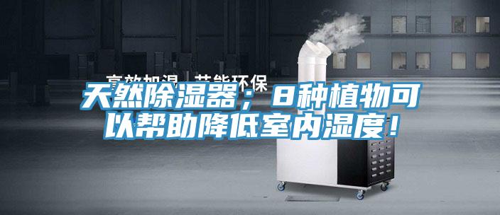 天然除濕器；8種植物可以幫助降低室內(nèi)濕度！