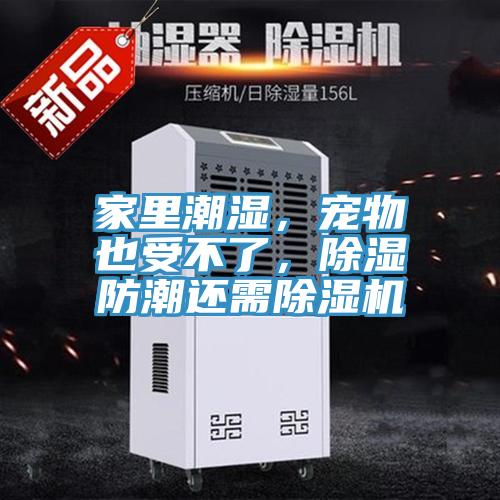 家里潮濕，寵物也受不了，除濕防潮還需除濕機(jī)