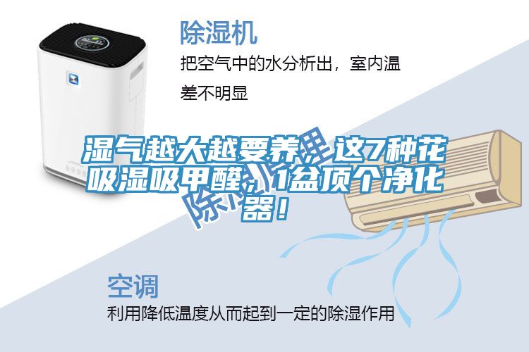 濕氣越大越要養(yǎng)，這7種花吸濕吸甲醛，1盆頂個凈化器！