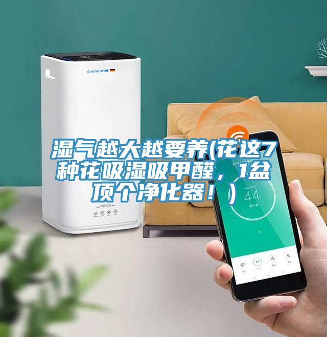濕氣越大越要養(yǎng)(花這7種花吸濕吸甲醛，1盆頂個凈化器！)